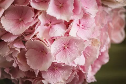 Pink flower hydrangea Stock-Fotos