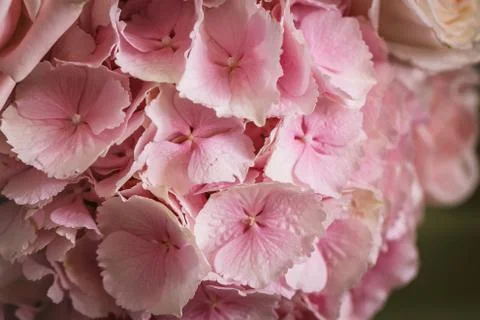 Pink flower hydrangea Stock-Fotos