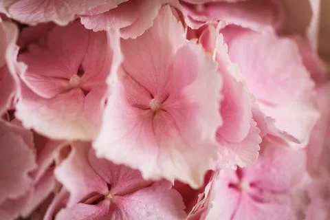 Pink flower hydrangea Stock Photos
