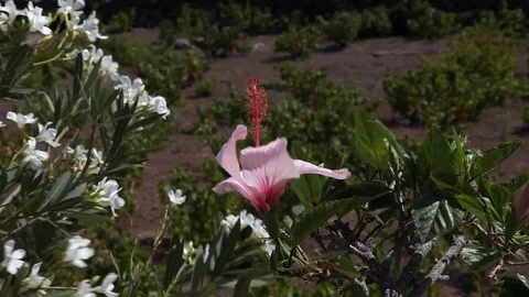 Pink Flower ibiscus Stock Footage 101948278