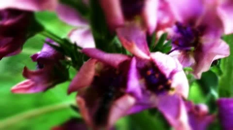Pink flower with insect Stock Footage 10824384