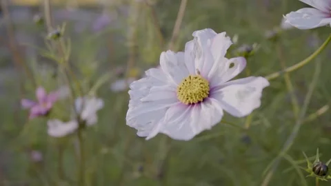Pink Flower with Insect Stock Footage 260283228