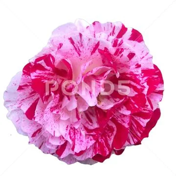 Pink  flower on isolate background 03 PSD Template