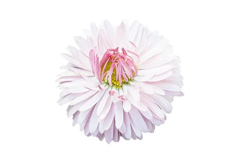 Pink flower on isolate background Stock Photos