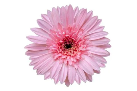 Pink flower Isolate White background Stock Photos