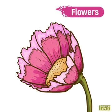 Pink flower isolated イラスト素材