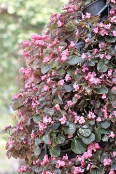 Pink flower in jardiniere. Stock Photos