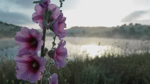 Pink flower with a lake in the background Stock Footage 43852758