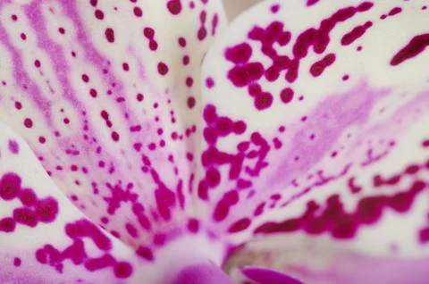 Pink flower leaf background Stock Photos