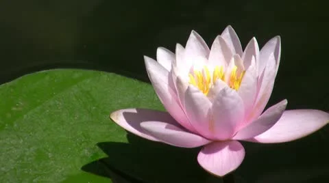 Pink flower of a lotus in a pond. Loop Stock Footage 10731981