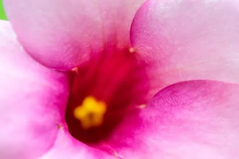 Pink flower macro abstract background Stock Photos