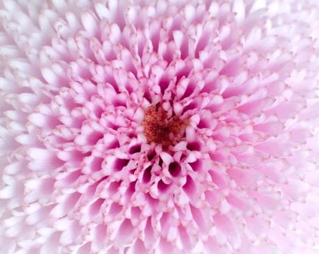 Pink Flower Macro Background Stock Photos