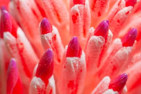 Pink flower macro background Stock Photos