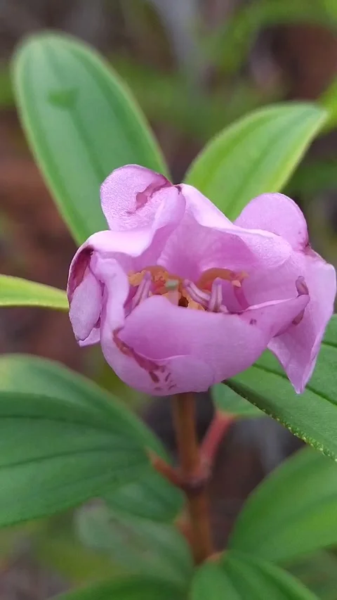 Pink flower macro closeup Stock Footage 336045685