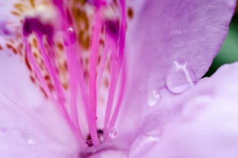 Pink flower macro closeup Stock Photos