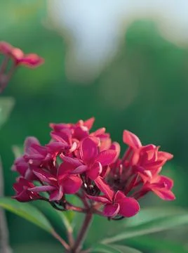 Pink flower macro. Exotic bud on bush. Stock Photos