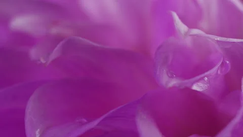 Pink flower macro Stock Footage 132337464