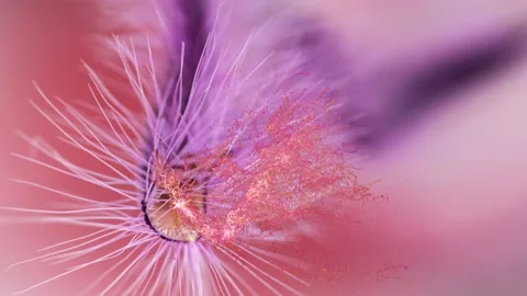 Pink flower macro path by a bright effect Stock Footage 159211927