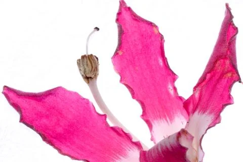 Pink flower macro Stock-Fotos