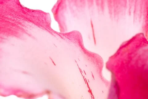 Pink flower macro Stock-Fotos