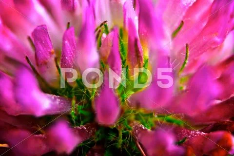 Pink flower macro Stock Photos