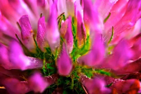 Pink flower macro 스톡 사진
