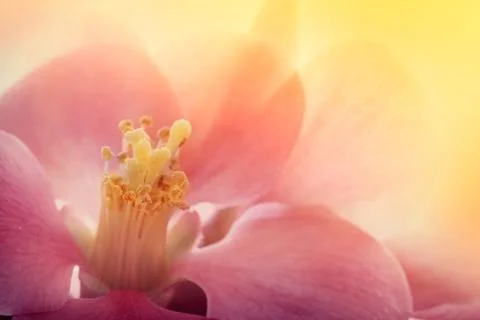 Pink flower macro Stock Photos