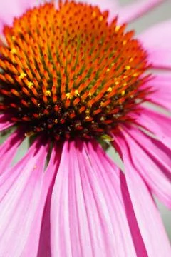 Pink flower macro Stock Photos