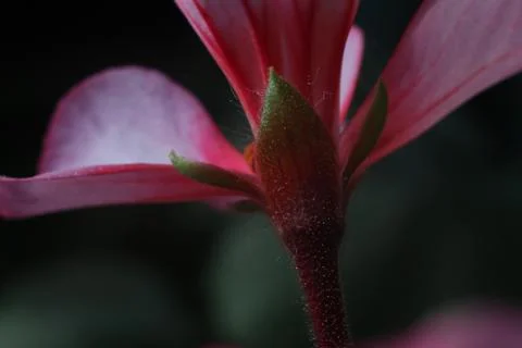 Pink flower Macro Stock Photos