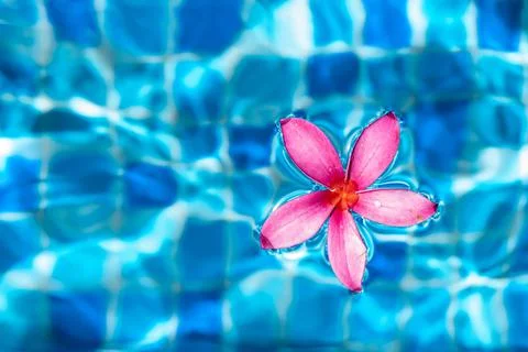 Pink flower macro shot while floating on a blue pond water Stock Photos