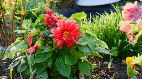 Pink flower medium close up Stock Footage 95630894