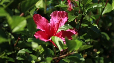 Pink Flower Medium Stock Footage 738576