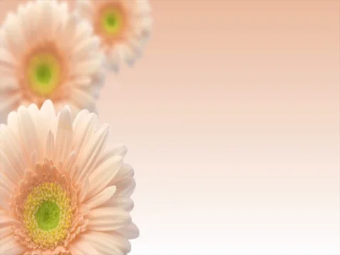 Pink Flower Motion Stock Footage 73619193