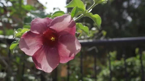 Pink flower in movement Video stock 148892105