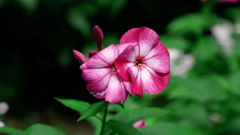 A pink flower moves in the wind. 4k. Plants. Blurred background. Stock Footage 167018732