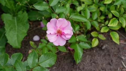 A pink flower moves in the wind. Stock Footage 156704574
