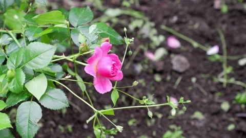 A pink flower moves in the wind. Stock Footage 156756534