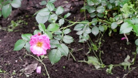 A pink flower moves in the wind. Stock Footage 156802769