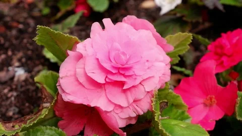 Pink flower moves in the wind Stock Footage 158985201