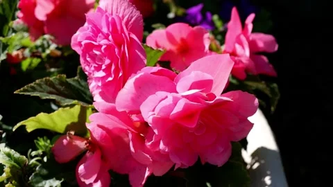 A pink flower moves in the wind. Stock Footage 159487904