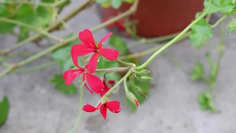 A pink flower moves in the wind. Stock Footage 164915054