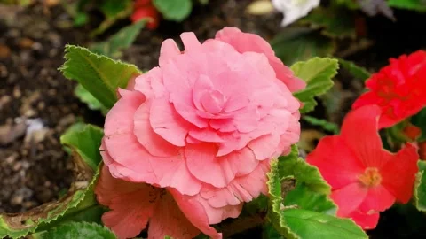 Pink flower moves in the wind Stock Footage 169470620