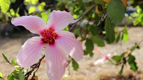 Pink flower moving with the wind Stock Footage 160754943