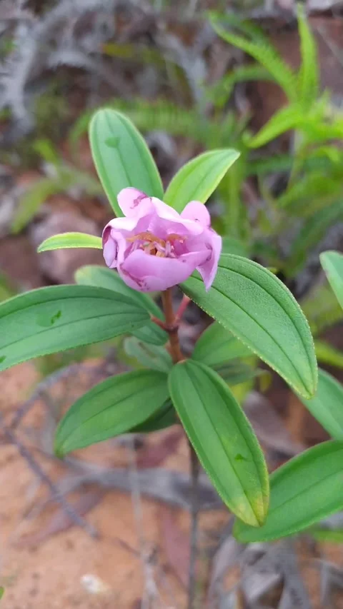 Pink flower in nature background Stock Footage 336045635
