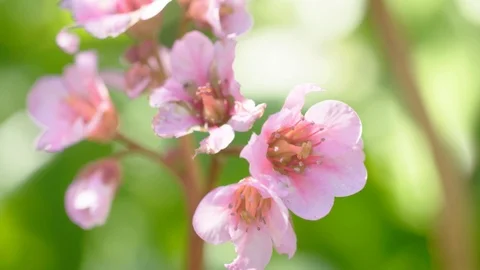 Pink flower in nature Stock Footage 101959749