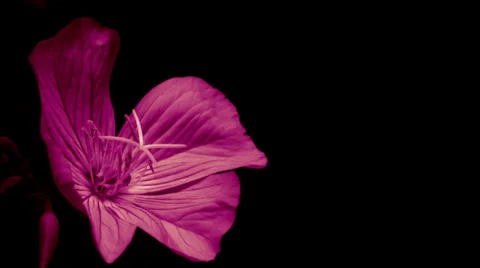 Pink Flower at Night Stock Footage 38313846
