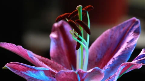 Pink flower opening timelapse Stock Footage 147654783