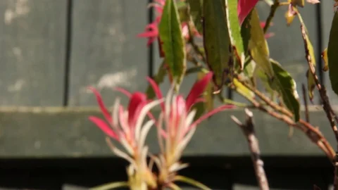 Pink Flower Pan HD Stock Footage 128397612