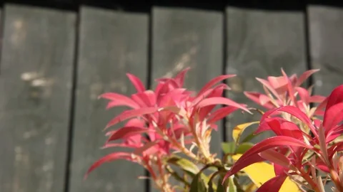 Pink Flower Pan HD Stock Footage 128399040
