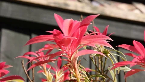 Pink Flower Pan HD Stock Footage 128399218